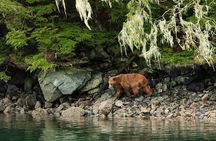Sitka Whale Watch and Sea Otter Quest 