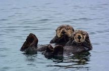 Sitka Whale Watch and Sea Otter Quest 
