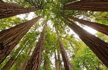 Muir Woods & Sausalito: Small Group Experience 