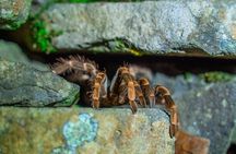 Monteverde Cloud Forest Guided Night Walk