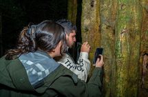 Monteverde Cloud Forest Guided Night Walk