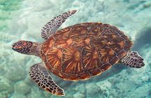 Salaam Cave Zanzibar (Turtles Santuary) 