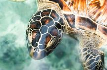 Salaam Cave Zanzibar (Turtles Santuary) 