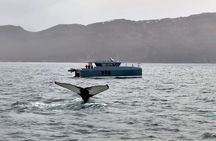 Luxury Whale Watching From Tromso - Small group and local guide