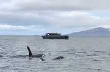Luxury Whale Watching From Tromso - Small group and local guide