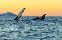 Luxury Whale Watching From Tromso - Small group and local guide