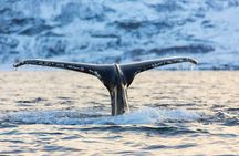 Luxury Whale Watching From Tromso - Small group and local guide