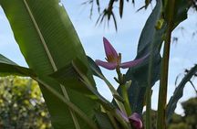 Can Tho Countryside Bike Tour with Fruit Garden Visit