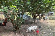 Can Tho Countryside Bike Tour with Fruit Garden Visit