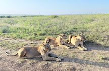 Nairobi: Half-Day Game Drive at Nairobi National Park