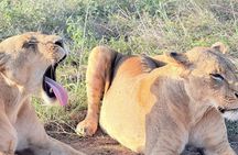 Nairobi: Half-Day Game Drive at Nairobi National Park