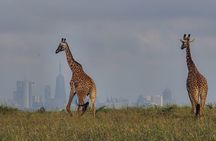 Nairobi: Half-Day Game Drive at Nairobi National Park