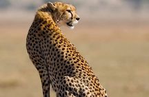 Nairobi: Half-Day Game Drive at Nairobi National Park