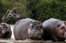 Hippos Watching Tour