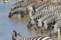 Thrilling Adventures in Namibia Etosha to Sossusvlei in 6 Days