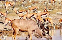 Thrilling Adventures in Namibia Etosha to Sossusvlei in 6 Days