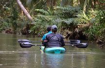 Mangrove Kayak Tour | Quepos & Manuel Antonio