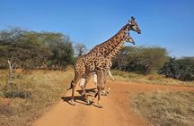Visit Bandia Reserve and Lunch 