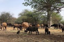 Visit Bandia Reserve and Lunch 