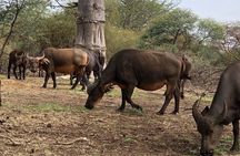 Visit Bandia Reserve and Lunch 