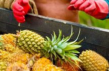 Bora Bora Gourmet Odyssey - Food Tour