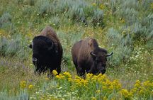 Grand Teton National Park Private Full Day Tour