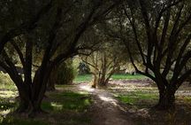 Guided tour of the Palmerie de Skoura by electric mountain bike