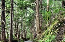 Beautiful Nature Walk On Ketchikan's Ward Creek Trail