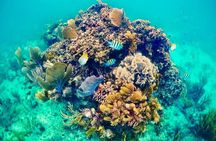 Private Tour Reefs and Corals Puerto Morelos Snorkel Lunch 