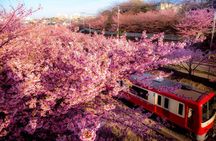 Tokyo-Izu: Volcano, Ocean& Capybara Cuddle with Izu Scenic Train