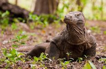 Komodo Island Adventure from Bali (Day Trip)
