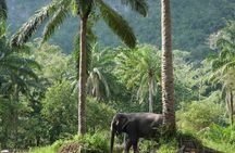Wildlife Watching Adventure in Ao Nang