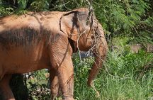 Half-Day Highlight with Elephants (NO-Touching) in Ao Nang