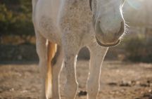 Sunrise Serenity: Horseback riding in Paros