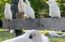 PRIVATE Blue Mountains, Scenic World & Australian Wildlife Tour