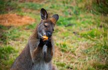 PRIVATE Blue Mountains, Scenic World & Australian Wildlife Tour