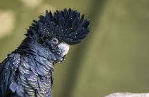 PRIVATE Blue Mountains, Scenic World & Australian Wildlife Tour