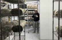 Indoor Mushroom Farm Tour