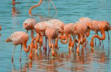 Celestún Mangrove Exploration & Beach Escape from Mérida