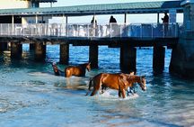 Experience the Swimming Horses at Carlisle Bay & the Garrison