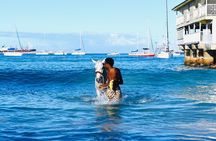 Experience the Swimming Horses at Carlisle Bay & the Garrison