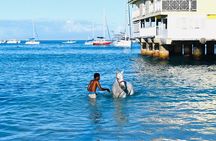 Experience the Swimming Horses at Carlisle Bay & the Garrison