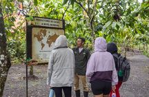 Sloths Observation and Coffee, Chocolate, Sugarcane Experience