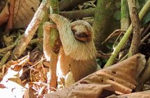 Sloths Observation and Coffee, Chocolate, Sugarcane Experience
