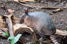 Sloths Observation and Coffee, Chocolate, Sugarcane Experience