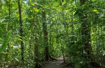 Sloths Observation and Coffee, Chocolate, Sugarcane Experience