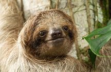 Sloths Observation and Coffee, Chocolate, Sugarcane Experience