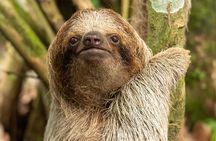 Sloths Observation and Coffee, Chocolate, Sugarcane Experience