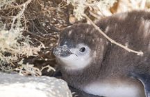 Excursion to Punta Tombo to See Penguins from Puerto Madryn