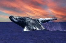 Waikiki 2 Hour Whale Watching with Guaranteed Sightings on Oahu